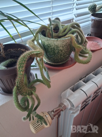 Стайни цветя - кактус, снимка 4 - Стайни растения - 51456508