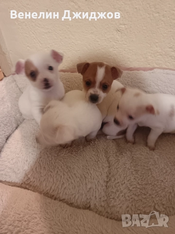 Чихоа, снимка 4 - Чихуахуа - 52653337