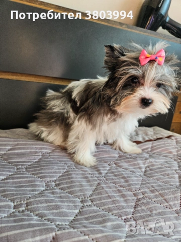 Родословна красавица! Йоркширски териер Мерле, Blue berry 