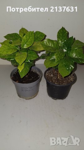 КАФЕ  - Растение , снимка 1