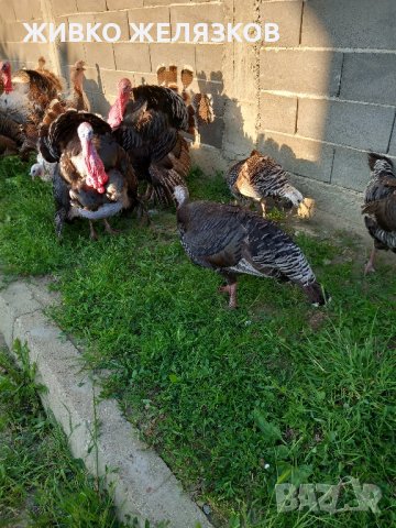 ПРОДАВАМ ПУЙКИ-ДОМАШНИ ОТ 6  ПОРОДИ, снимка 9 - Кокошки и пуйки - 43961739