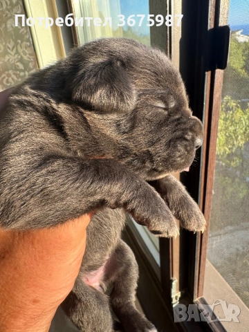 Кане Корсо (Cane Corso) бебета, снимка 3 - Кане корсо - 51490525