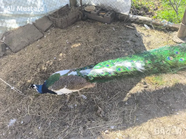 ПАУНИ АРЛЕКИН , снимка 11 - други­ - 49967747