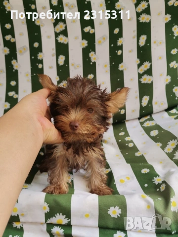 мъжко и женско йорки на 6 месеца