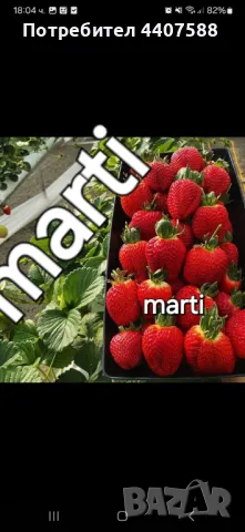 Разсад ягоди и малини , снимка 13 - Разсади - 49802462