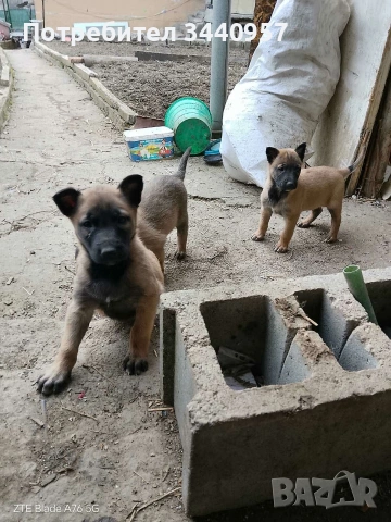 Белгийска Овчарско куче