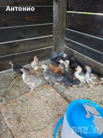 Малки селски пилета, снимка 3 - други­ - 50367935