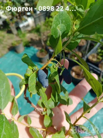 Лоницера Камчатика Зойка - Майска боровинка, снимка 9 - Разсади - 48785552