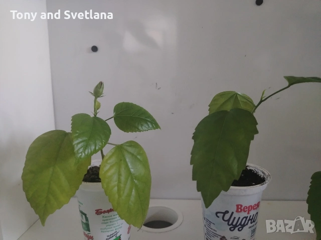 Хибискуси/китайски рози с едри кичести цветове, снимка 8 - Стайни растения - 52044964