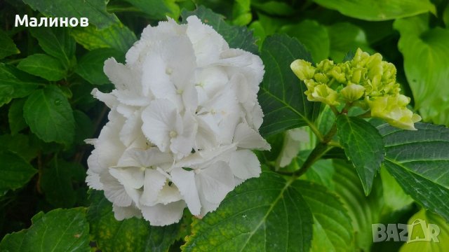 Многогодишна студоустойчива хортензия , снимка 11 - Градински цветя и растения - 37338913