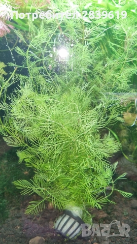 Аквариумни растения , снимка 18 - Рибки - 52689013