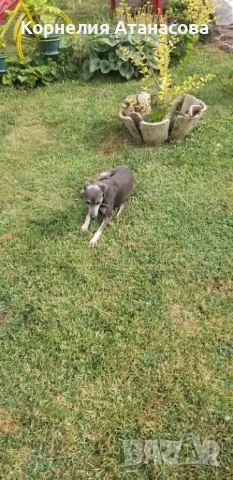 Малка италианска хрътка, снимка 1