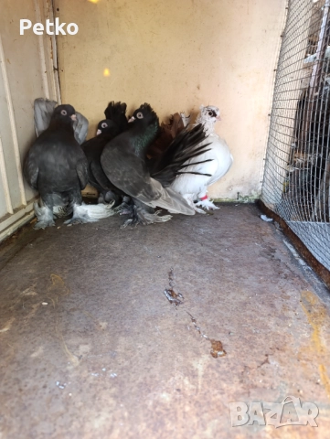 Гълъби ростовски, снимка 10 - Гълъби - 52224460