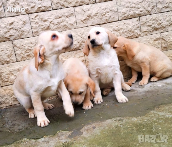 продавам лабрадори , снимка 3 - Лабрадор ретривър - 53054201