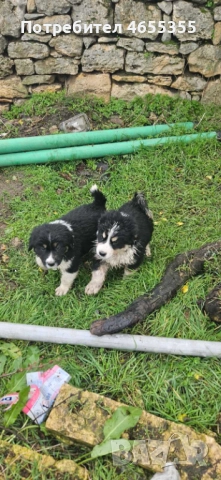 Каракачански кученца, снимка 15 - Каракачанска овчарка - 52467039