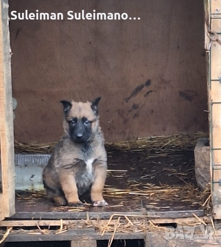 Продава се малко кученце мъшко на 40 дена 180 лв, снимка 3 - Белгийска овчарка - 52869965