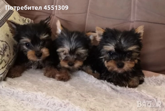 Йоркширски териер