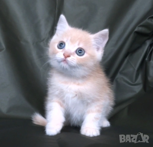 Британско късокосместо златисто котенце, снимка 2 - Британска късокосместа - 52373949