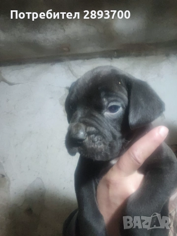 Черни КАНЕ КОРСО с ПАСПОРТ и ВАКСИНА