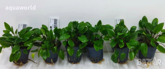 "ПРОМОЦИЯ" Криптокорина – Cryptocoryne Wendtii Green