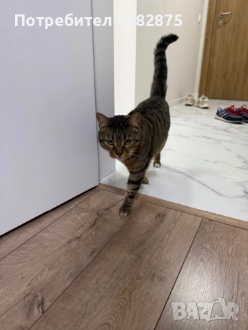 Спешно търси дом – ДОМАШЕН КОТАРАК, снимка 4 - Други - 52794447