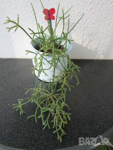 Рипсалис/Rhipsalis в цветна кашпа, снимка 2 - Стайни растения - 52060351