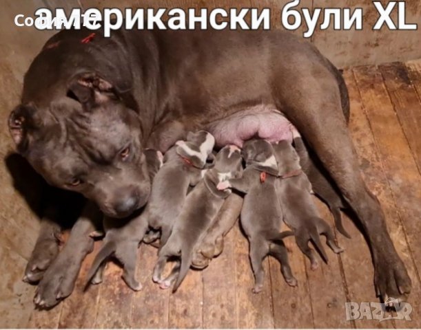 Топ американско були XL малки свободни кученца майката е дъщеря на хълк, снимка 1 - Питбул - 39377549