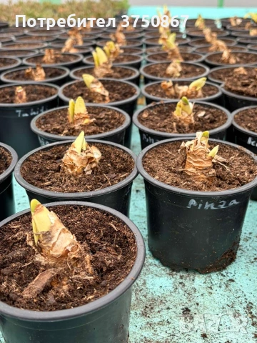 🌼 Нарцис в саксия (Narcissus), снимка 6 - Градински цветя и растения - 53424223