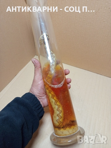 Стара Образователна Препарирана Носорога Усойница Пепелянка. , снимка 5 - Антикварни и старинни предмети - 52930839