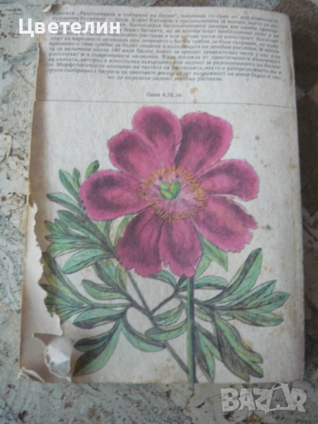"Разпознаване и събиране на билки" - Борис Китанов, снимка 2 - Специализирана литература - 52911972