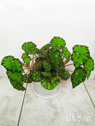 Бегония, Бенджамин, Дифенбахия, Билбергия, Трилистник, Сингониум , снимка 1