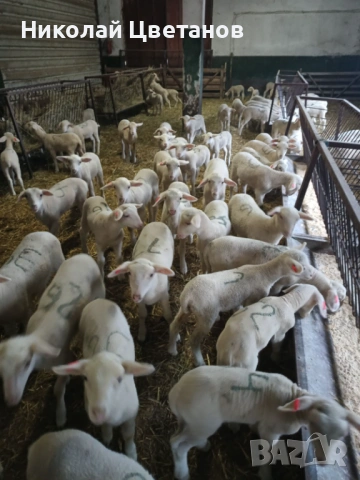 Продавам чистопородни агнета порода Лакон, снимка 3 - Овце - 53507041