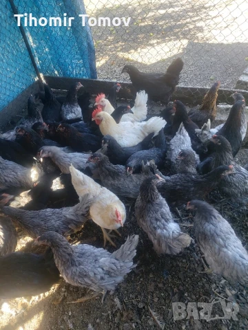 продавам ярки петлета пуйчета 