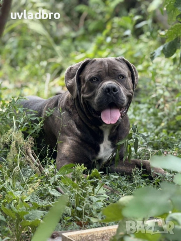 Кане корсо за разплод