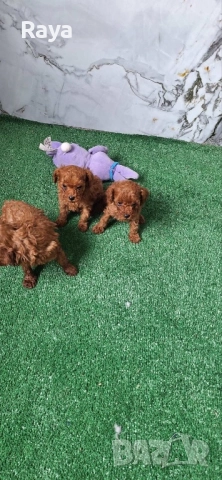  Той и мини пудели, снимка 4 - Пудели - 47042609