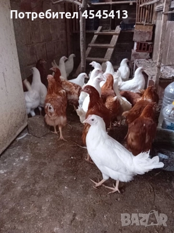 Кокошки ярки, уоман барун, бял легхорн и спербек, снимка 6 - Кокошки и пуйки - 52341582