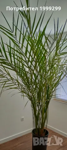 Финикова палма със саксия - 240см.!, снимка 3 - Градински цветя и растения - 46085444