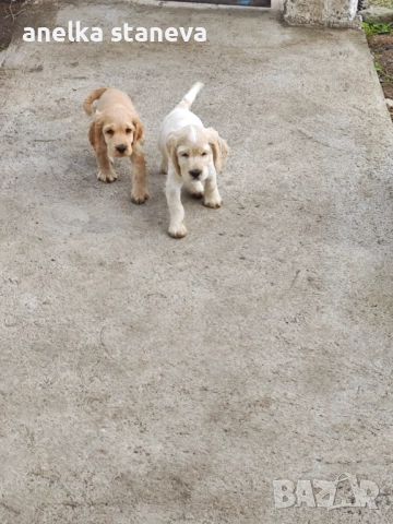 Продават се , снимка 5 - Кокер шпаньол - 49042795