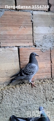 Продавам спортни гълъби , снимка 5 - Гълъби - 52929378