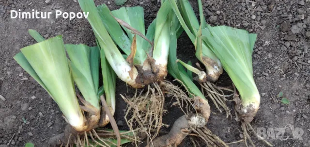 Перуника, Ирис , снимка 7 - Сортови семена и луковици - 40121789