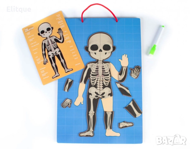 Магнитна дъска с човешкото тяло, снимка 3 - Образователни игри - 52743024