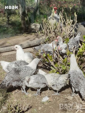 Сребърно Брезе яйца, снимка 8 - други­ - 31147352