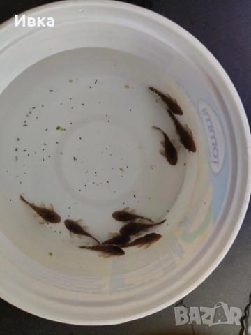 Продавам Сомчета Анцитруси, снимка 3 - Рибки - 51596587