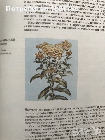 Атлас по ботаника - Славчо Петров, Емануил Паламарев, снимка 3 - Специализирана литература - 28699605