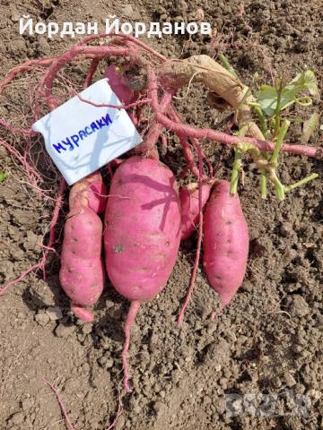 ЕКО Разсад за Батати (Сладки картофи) - 7 сорта, Реколта 2026, снимка 4 - Разсади - 53528408