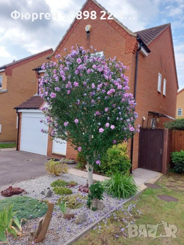 Хибискус Кичест - Дървовидна Ружа