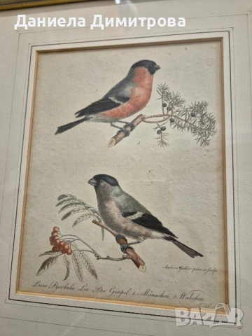 Три рамкирани принта с красиви птици, снимка 2 - Картини - 52466840