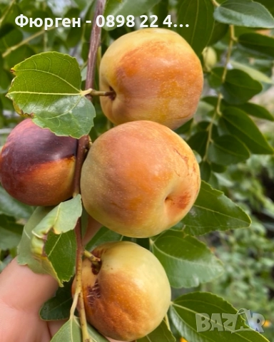 Хинап - финап  Гигански , снимка 2 - Градински цветя и растения - 31773550