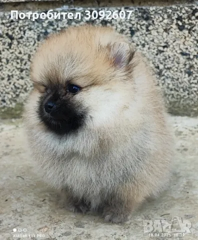 Померан момиче, снимка 5 - Померан - 49939123