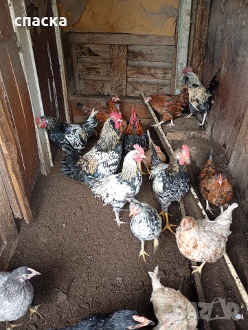 Млади петлета , снимка 2 - Кокошки и пуйки - 53431405